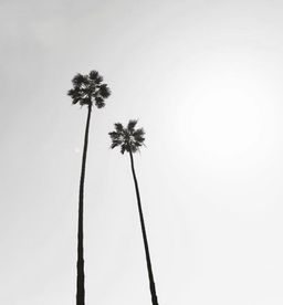 Jaz Wildin-Snedden avatar