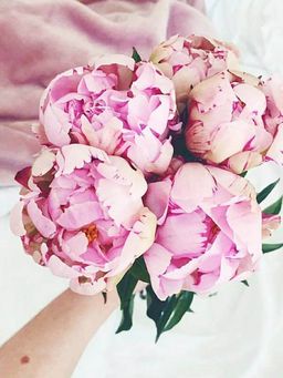 Macaronlover Wan avatar